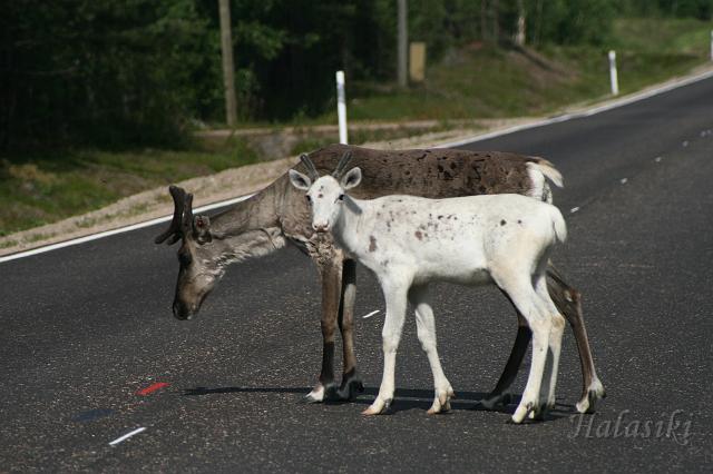 Norwegia (262).JPG - Fińska Laponia - władcy szos